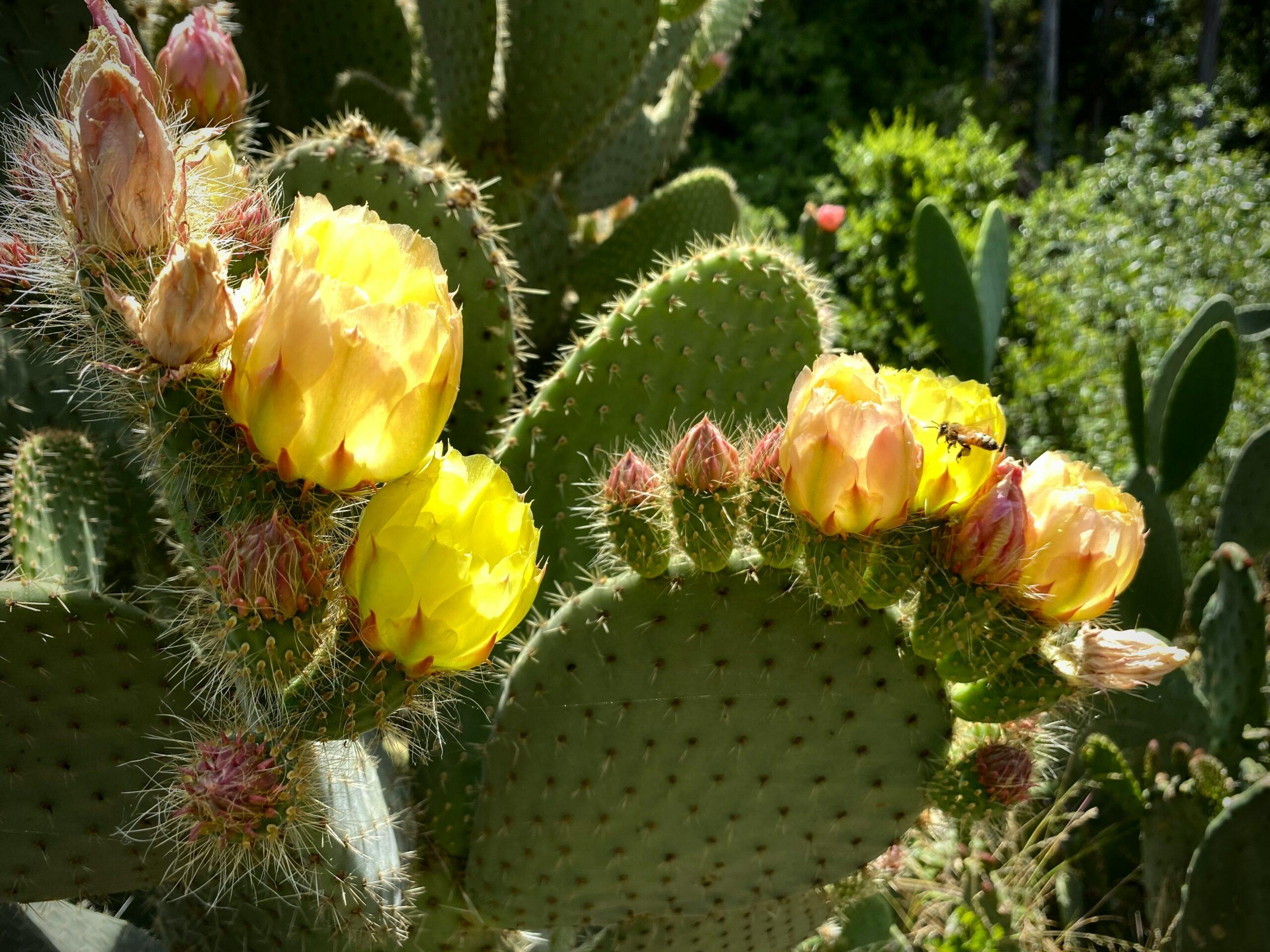 Gymnocalycium : le cactus-araignée increvable aux fleurs géantes