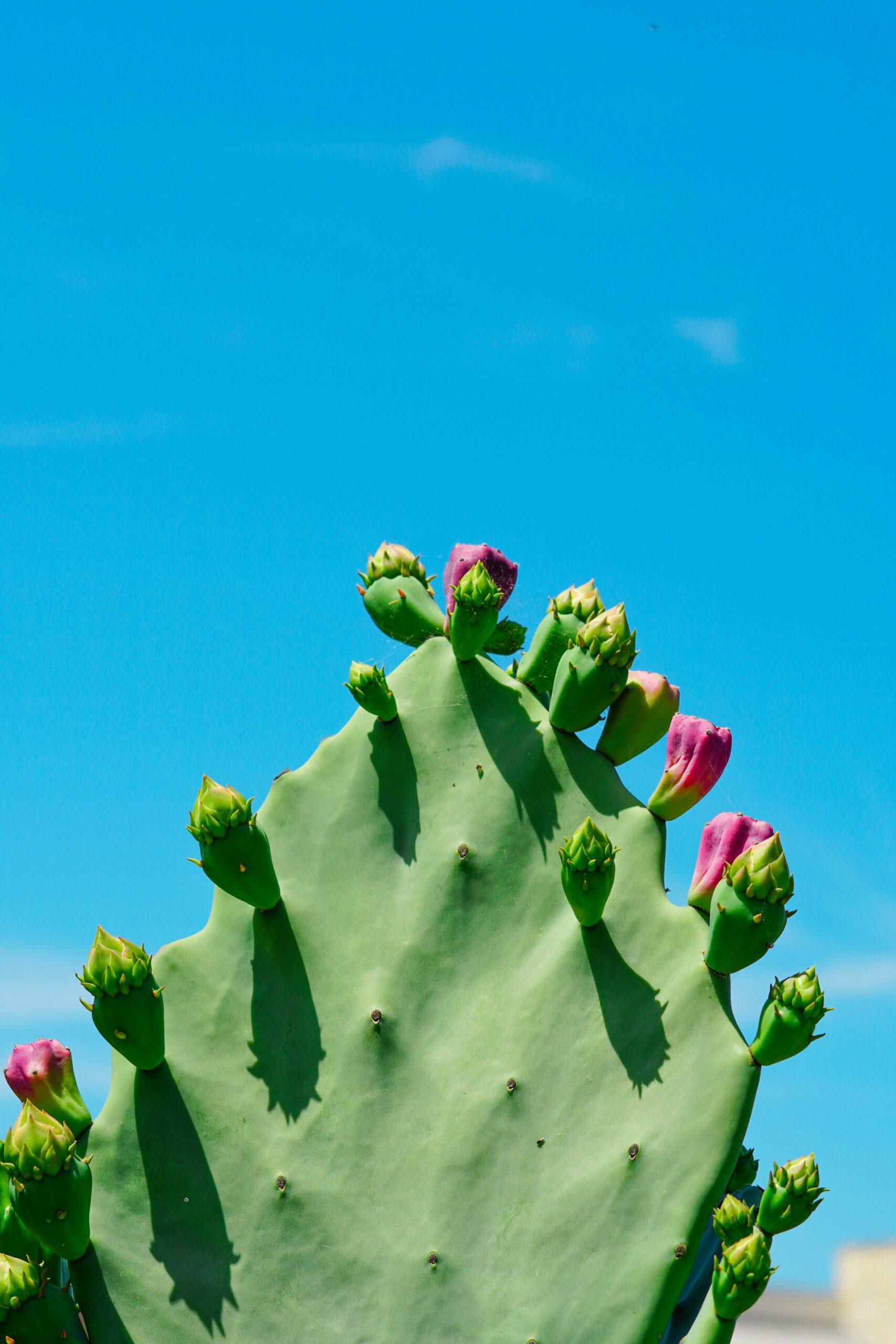 Gymnocalycium : le cactus-araignée increvable aux fleurs géantes