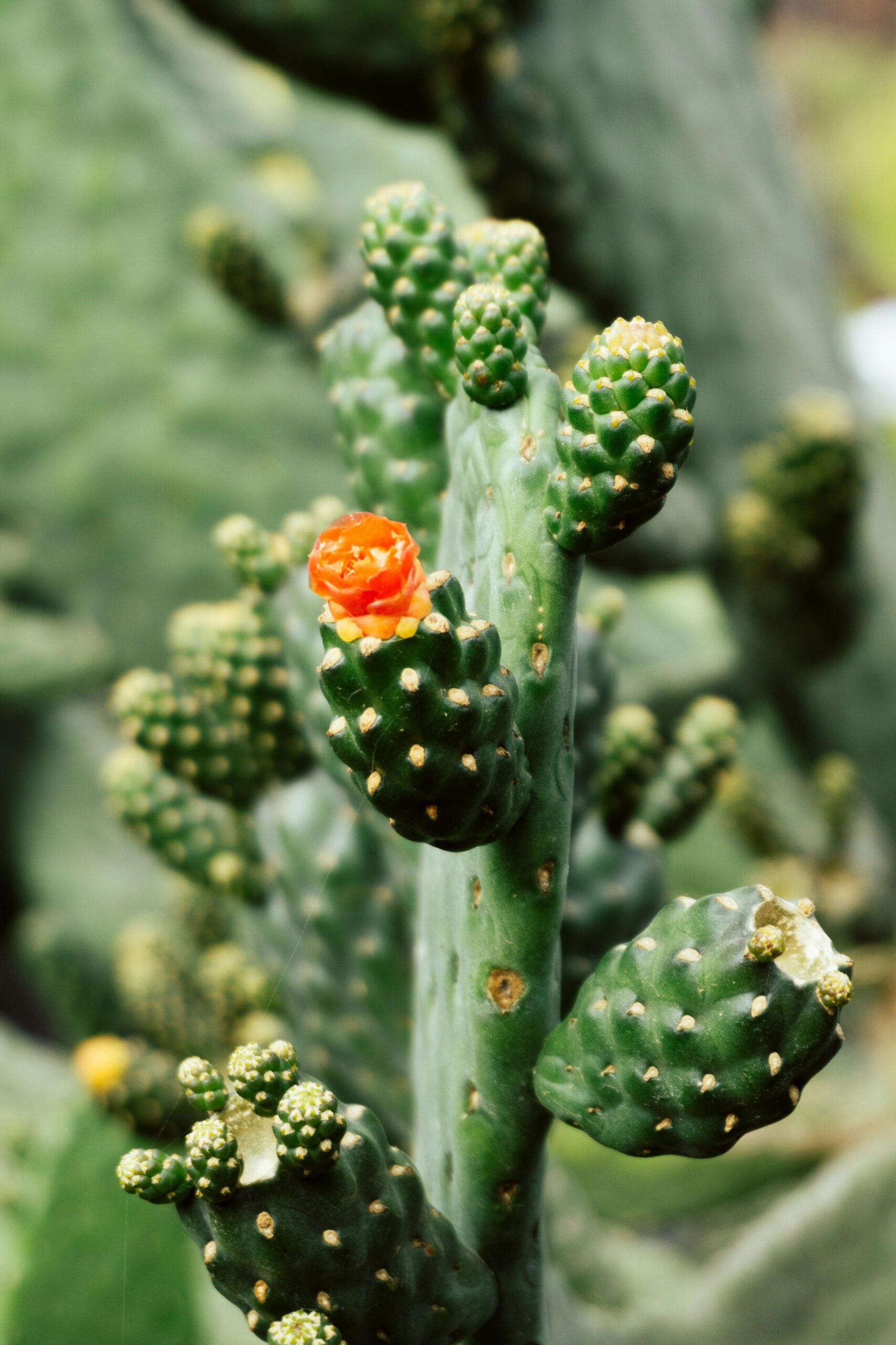 Mammillaria : la couronne de fleurs qui ne ment pas