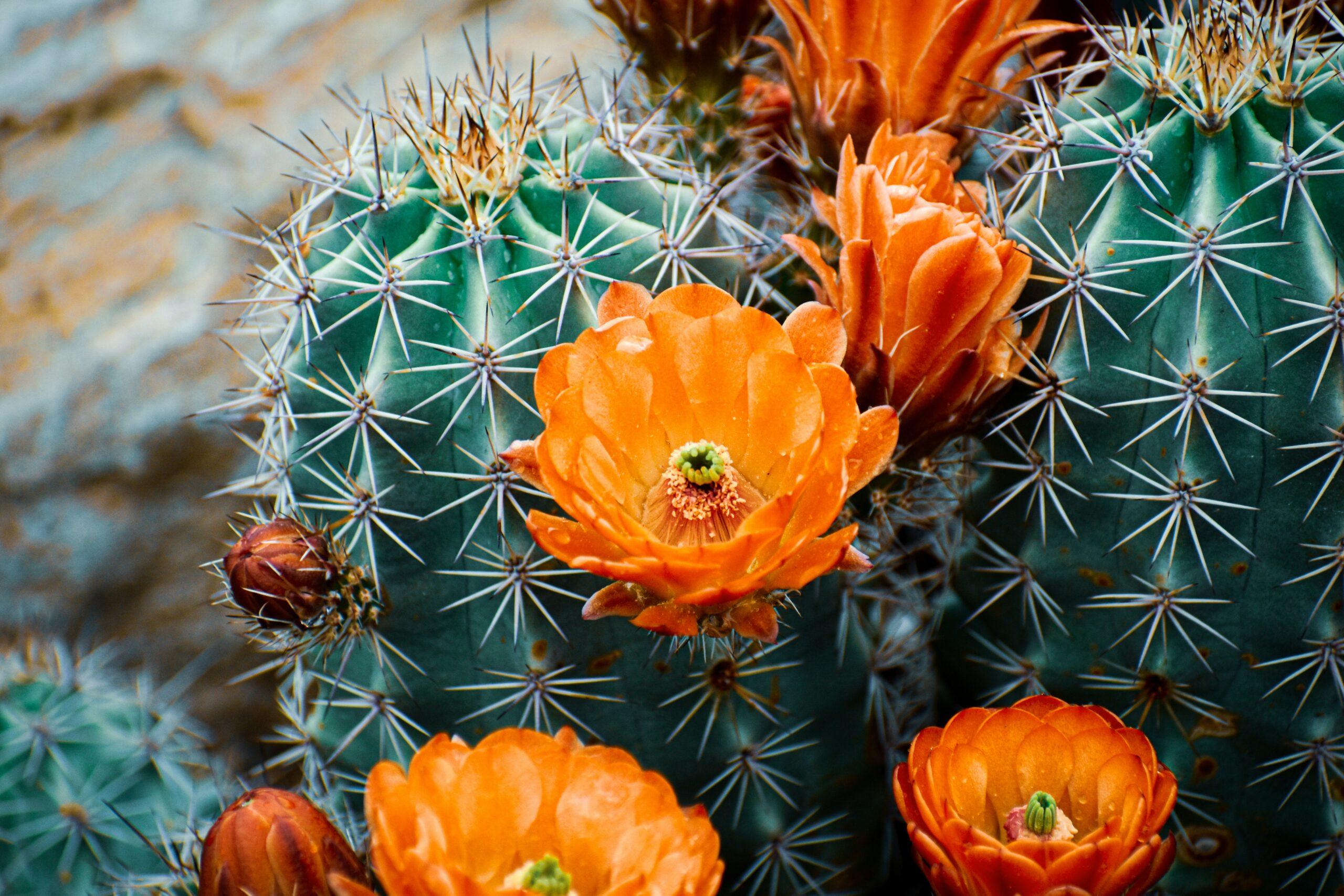 Mammillaria : la couronne de fleurs qui ne ment pas