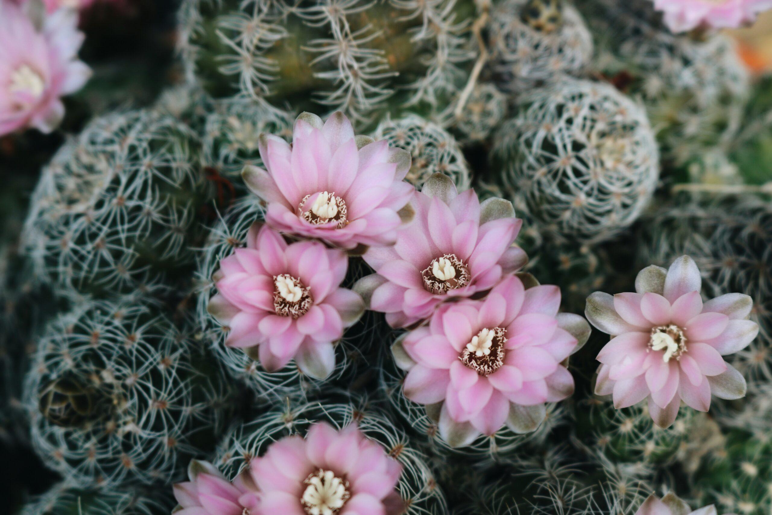 Rebutia : le petit pile électrique qui n'a peur de rien