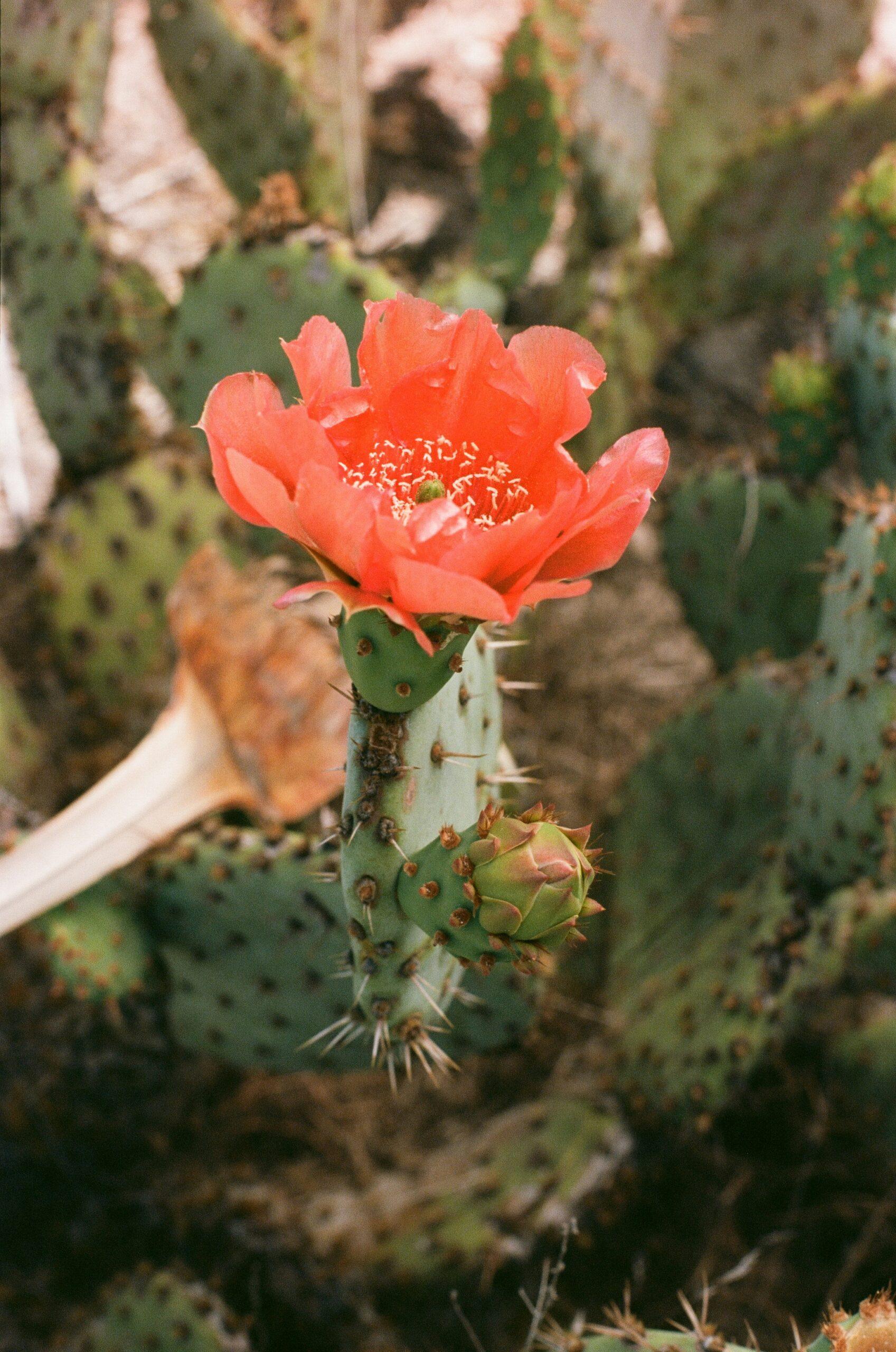 Rebutia : le petit pile électrique qui n'a peur de rien