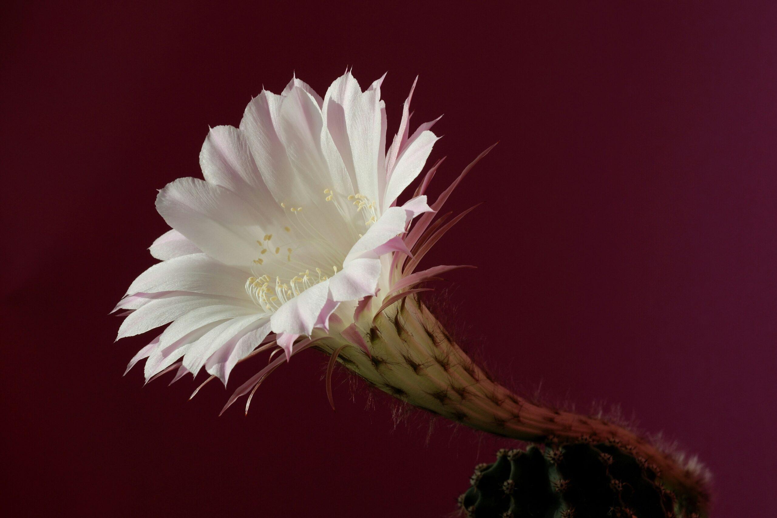 Astrophytum : le cactus des enfants (qui ne pique pas)