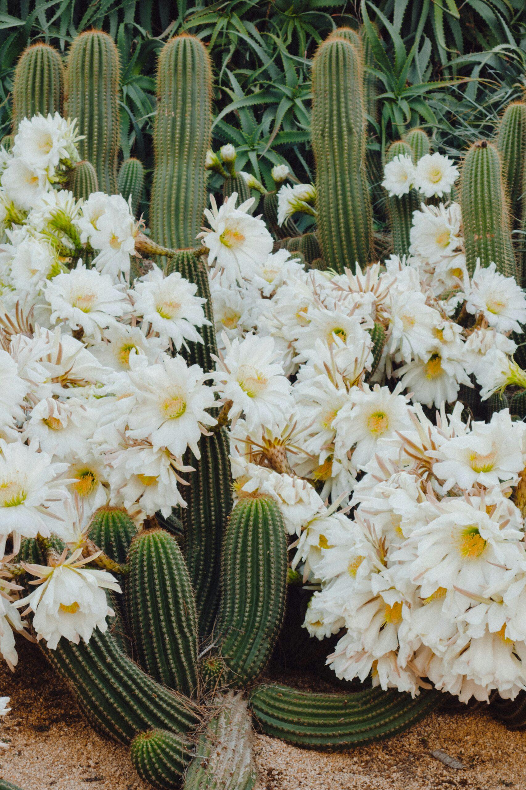 Astrophytum : le cactus des enfants (qui ne pique pas)