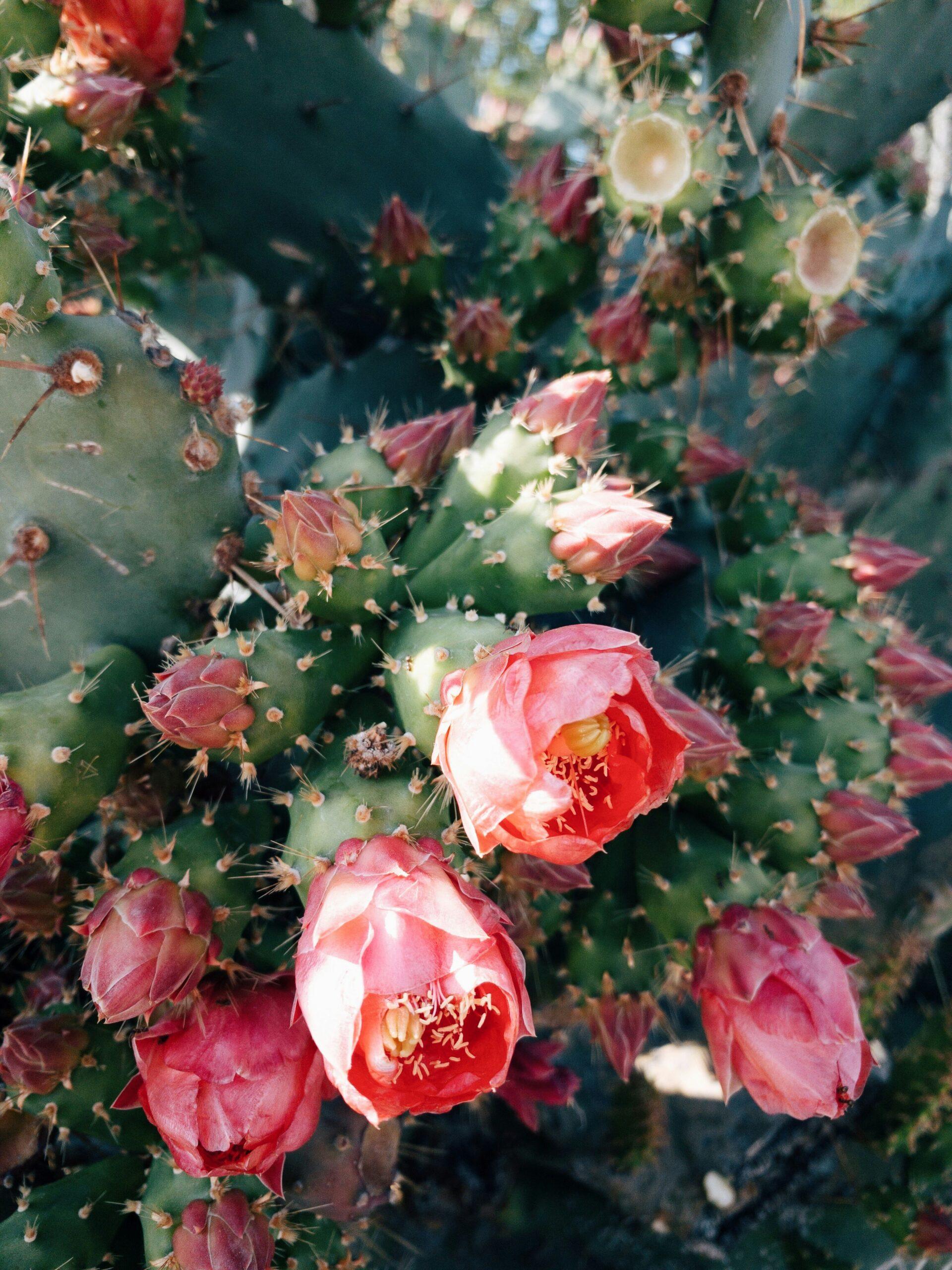 Chamaecereus : le cactus cornichon qui fait de l'œil