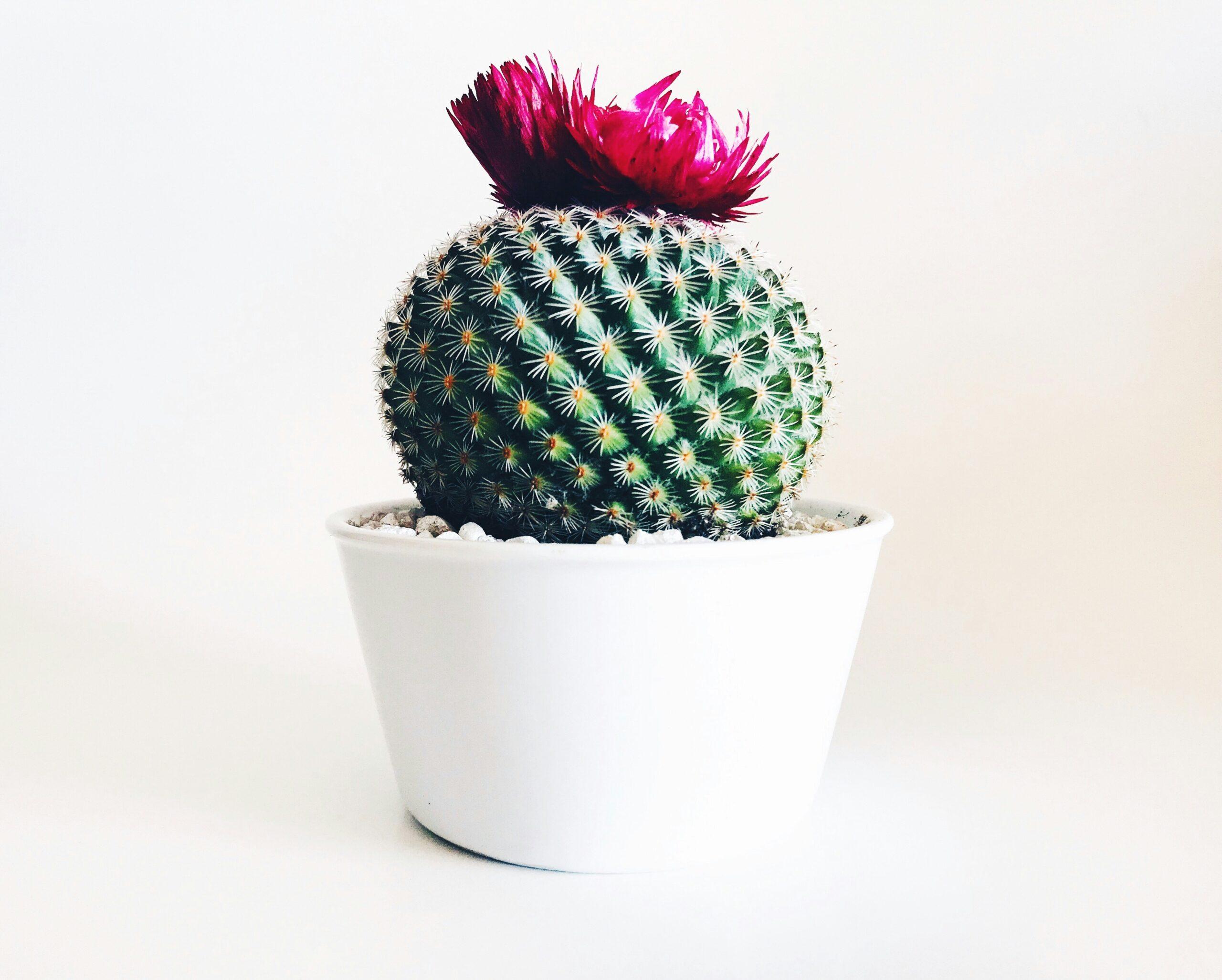 Chamaecereus : le cactus cornichon qui fait de l'œil