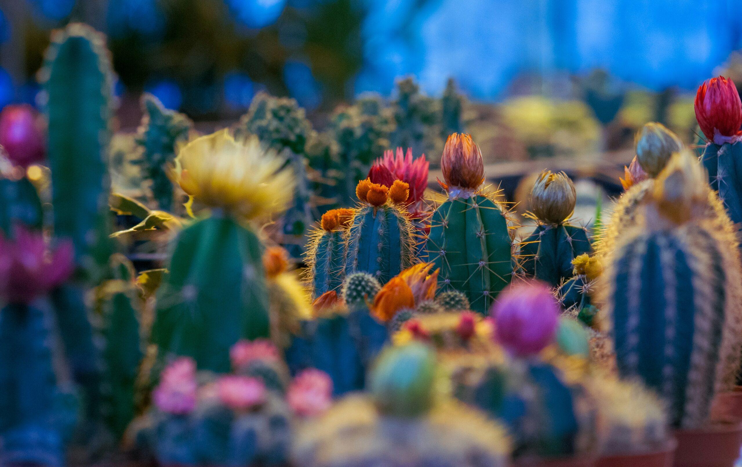 Le secret de la floraison : comprendre le jeu du stress