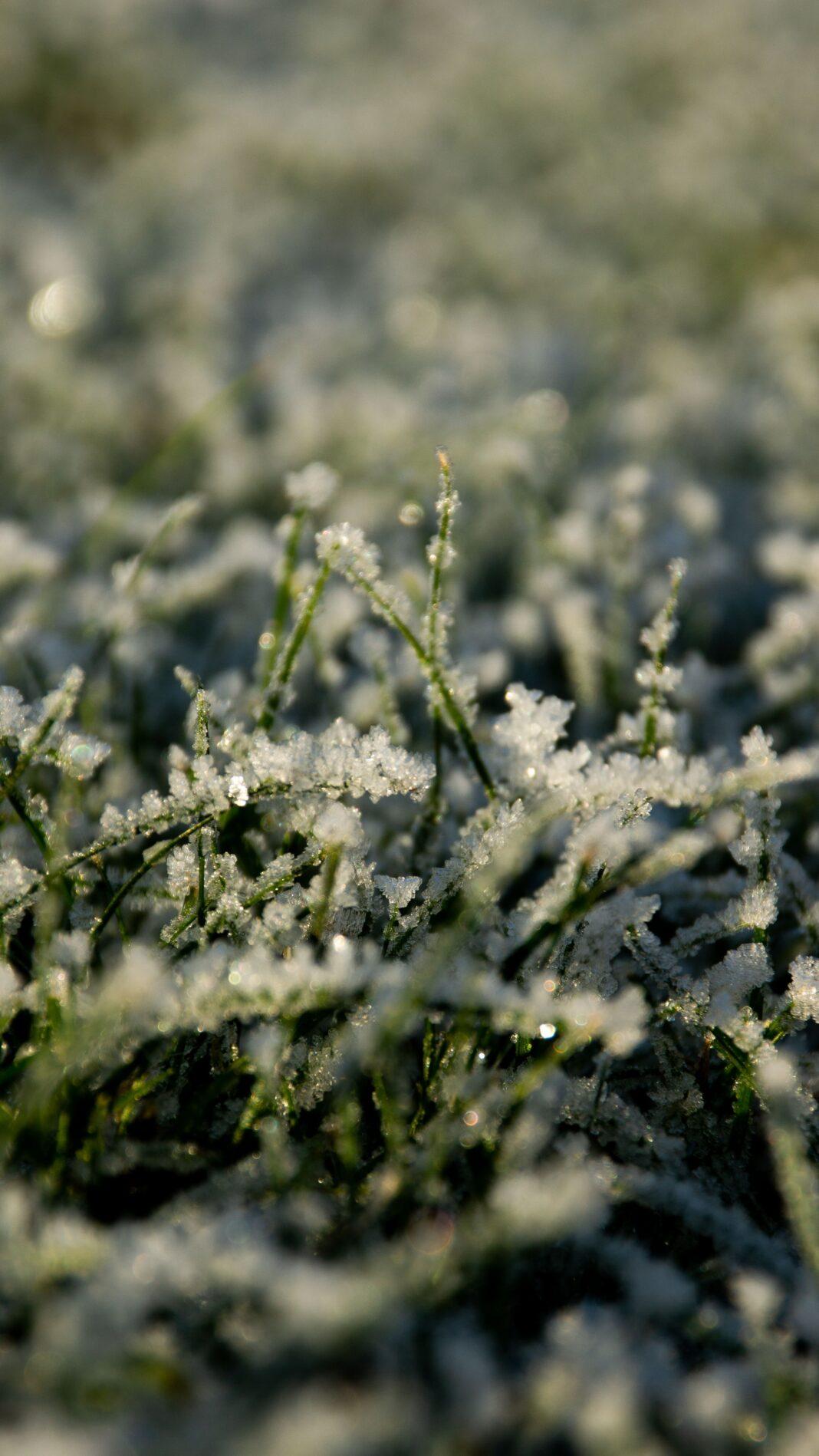 Detailed shot of grass covered in frost, showcasing the beauty of a winter morning.