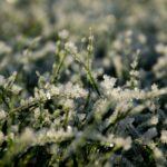 Lune rousse : ce gel traître qui roussit vos semis, comment le déjouer Detailed shot of grass covered in frost, showcasing the beauty of a winter morning.