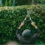 A gardener trimming lush green hedges outdoors in a tropical garden in Jakarta, Indonesia.