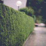 A serene alley lined with lush green hedges and a street lamp, perfect for a peaceful walk.