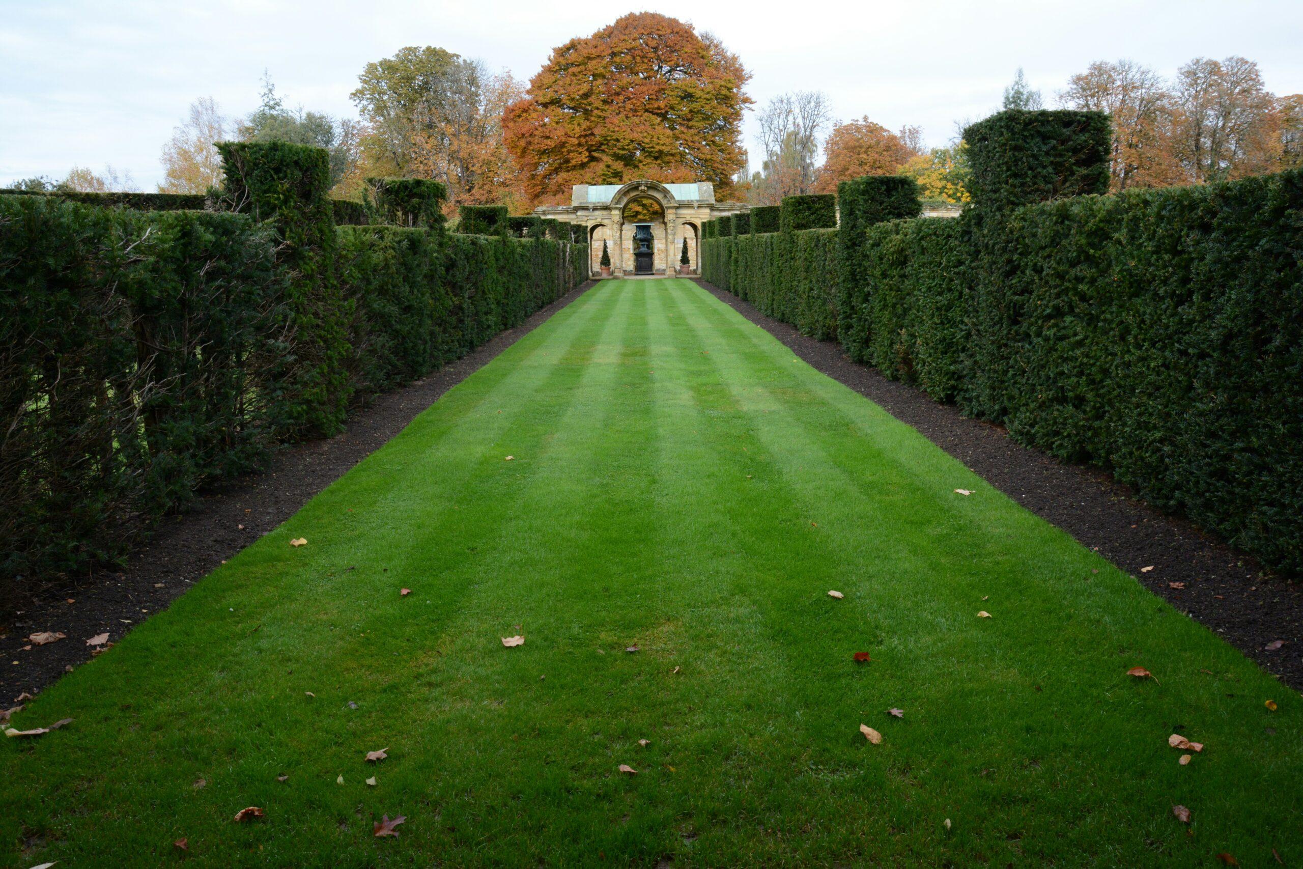 5. Le poncirus, le barbelé vegetal