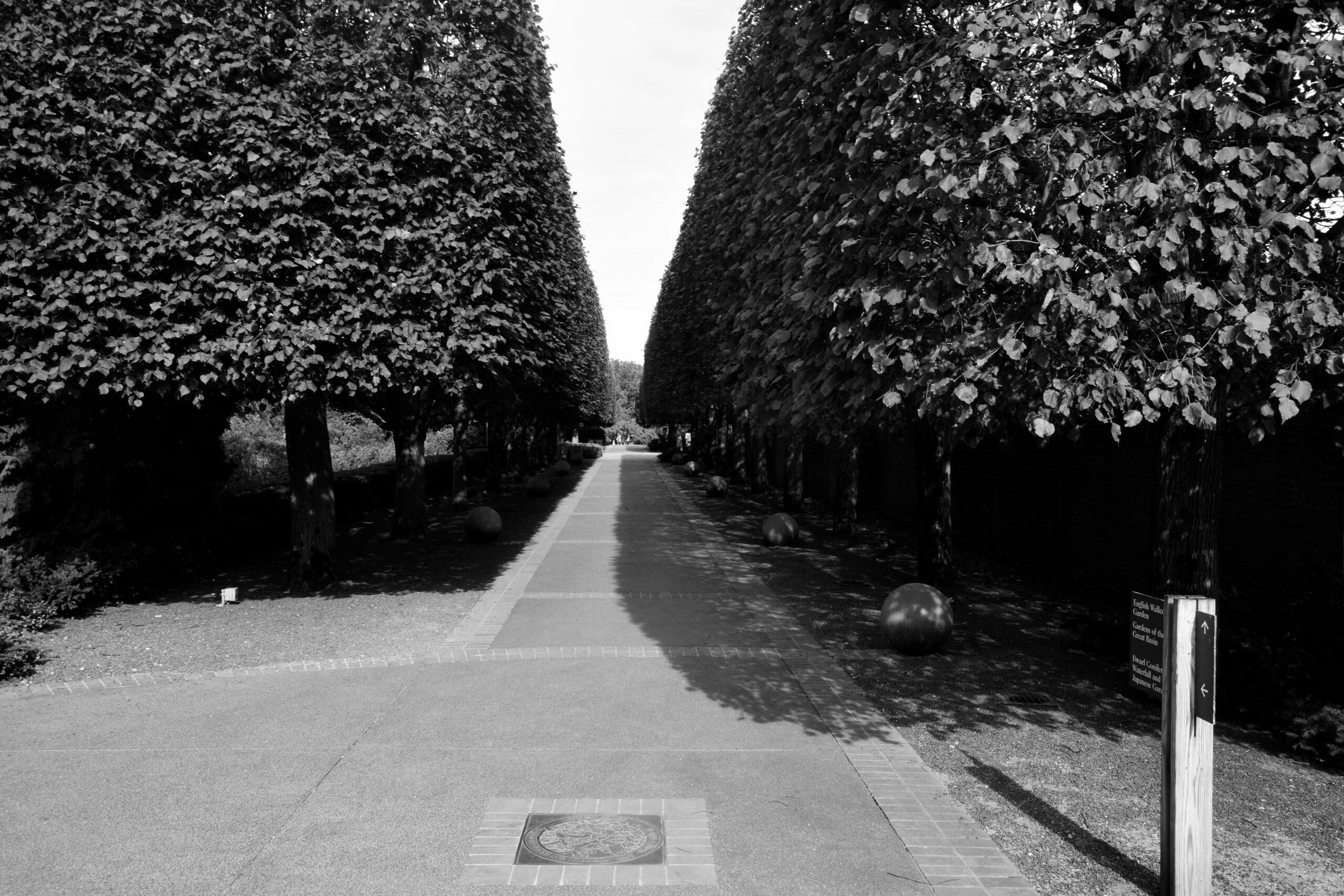 6. Le laurier-rose, l'atout canicule