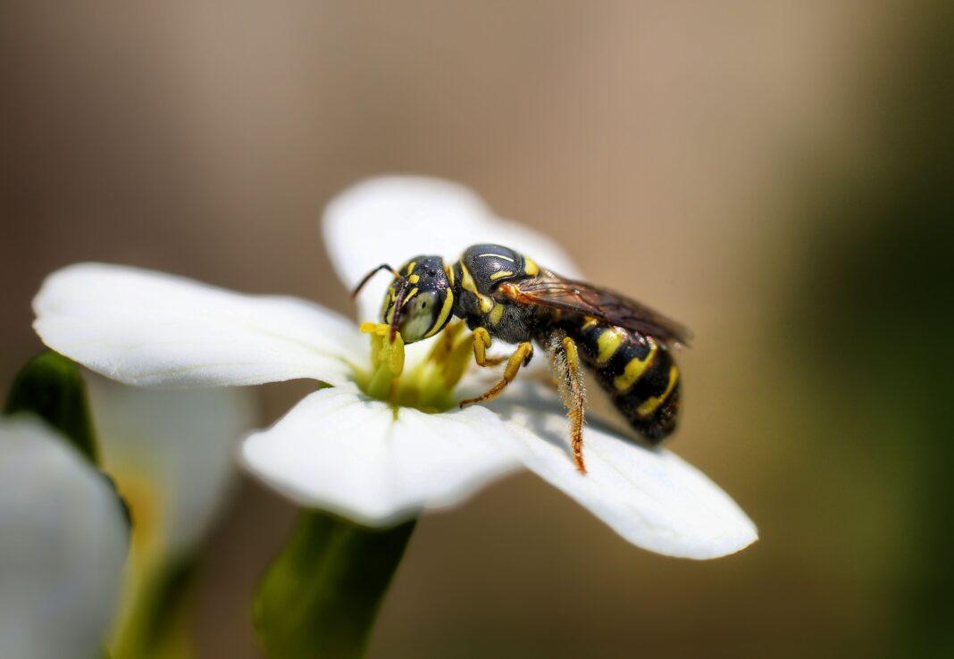 Macro shot of a wasp feeding on a white flower, highlighting vivid colors and intricate details.