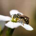 Guêpes au jardin : lesquelles sont vraiment dangereuses (et celles qui font le ménage) Macro shot of a wasp feeding on a white flower, highlighting vivid colors and intricate details.
