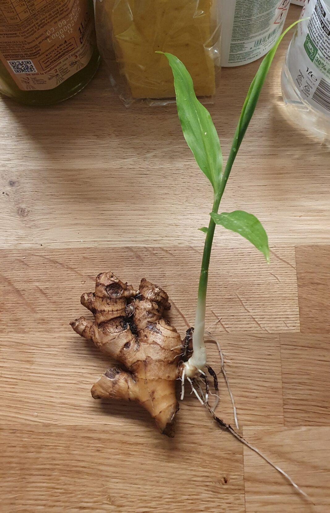 Fresh ginger root with a sprout on a wooden surface, perfect for healthy eating concepts.