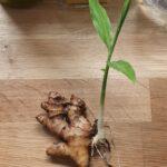 Fresh ginger root with a sprout on a wooden surface, perfect for healthy eating concepts.