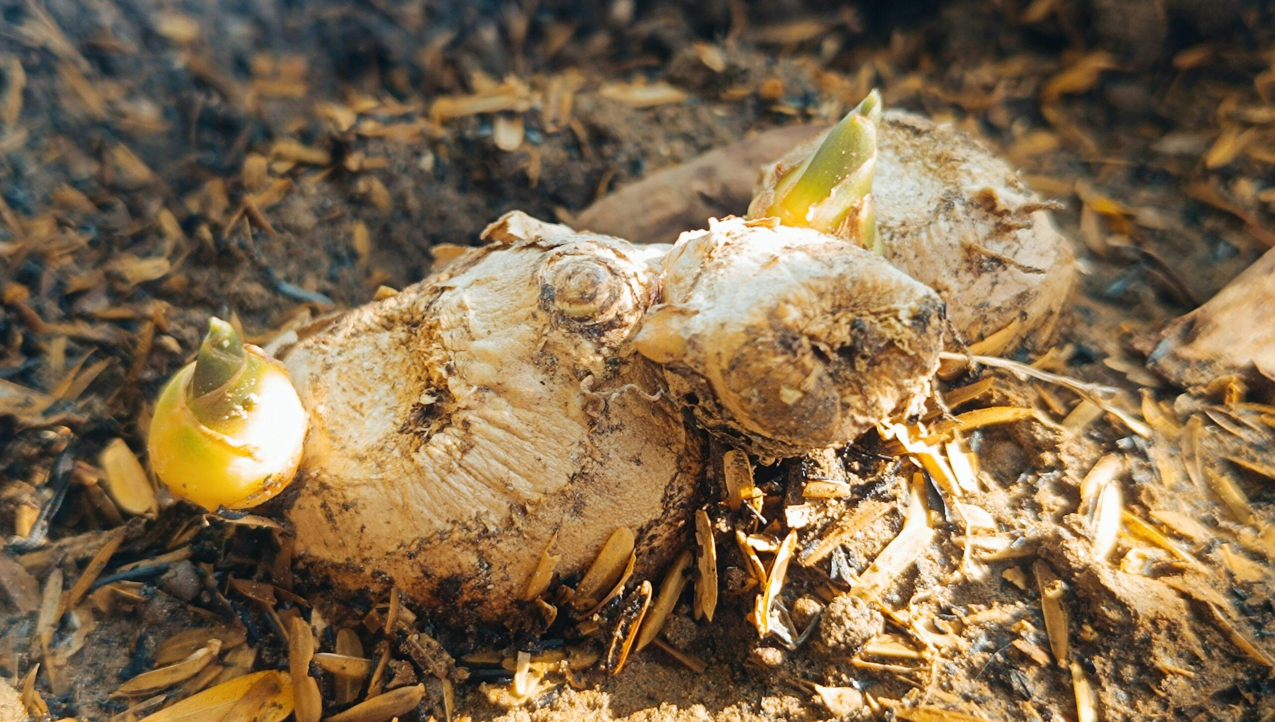 Petit frère du curcuma : deux rhizomes, même combat