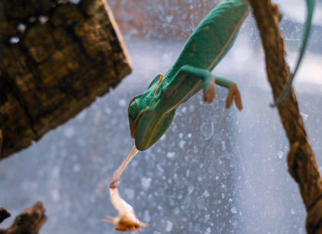 A vibrant green gecko on a glass surface trying to catch its prey, showcasing nature's raw beauty.