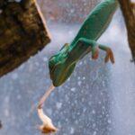 Serpent de verre : le lézard qu'on prend pour une vipère (et qu'on tue par erreur) A vibrant green gecko on a glass surface trying to catch its prey, showcasing nature's raw beauty.