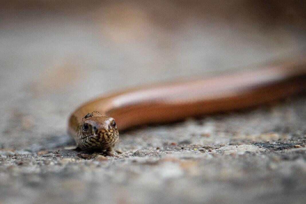 Detailed view of a slow worm on a pavement in Brunssum, Netherlands.