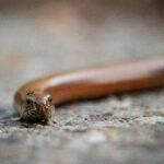 Serpent de verre : le lézard qu'on prend pour une vipère (et qu'on tue par erreur) Detailed view of a slow worm on a pavement in Brunssum, Netherlands.