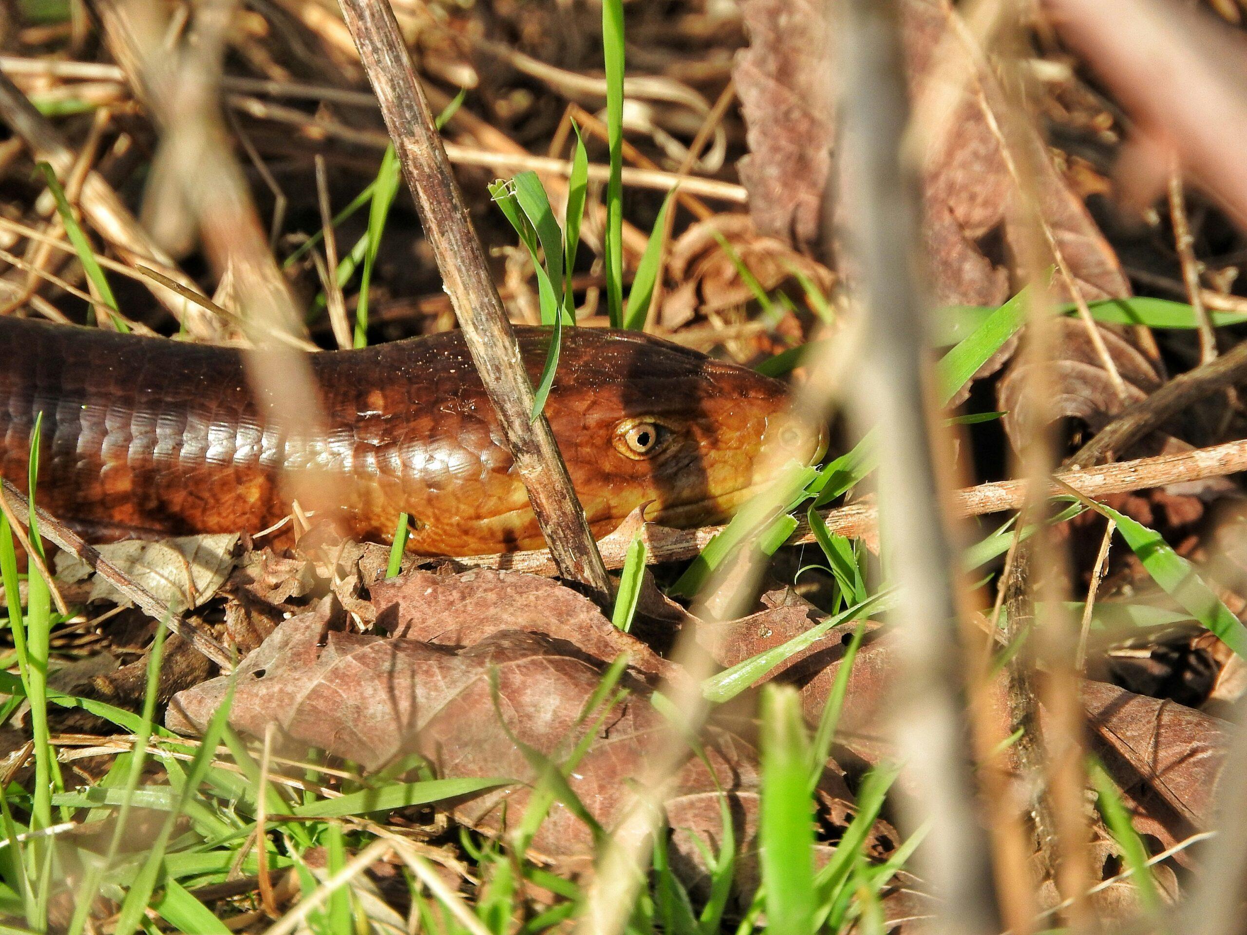 Serpent ou pas serpent ? Les trois indices qui ne trompent pas