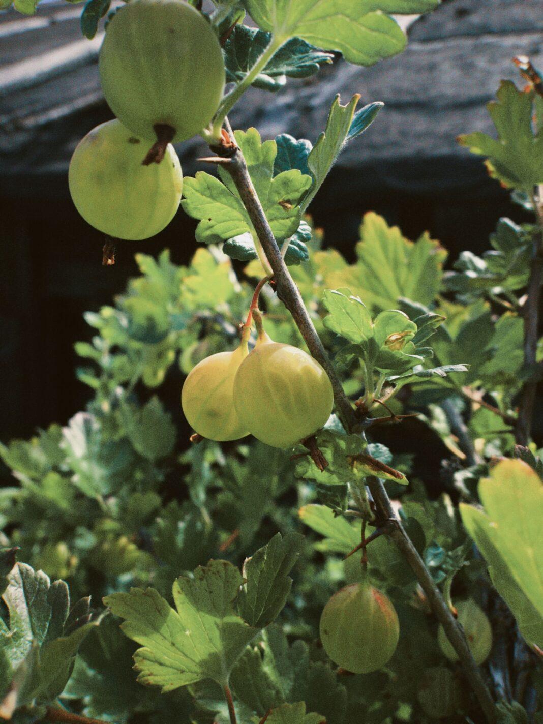 Close-up of unripe gooseberries hanging from a branch with lush green leaves.