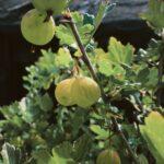 Bouturer les groseilliers : le geste simple qui multiplie vos récoltes Close-up of unripe gooseberries hanging from a branch with lush green leaves.