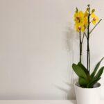 Orchidée d'intérieur : 9 astuces pour la faire refleurir comme jamais A striking yellow orchid in a white pot against a plain background, perfect for minimalist decor.