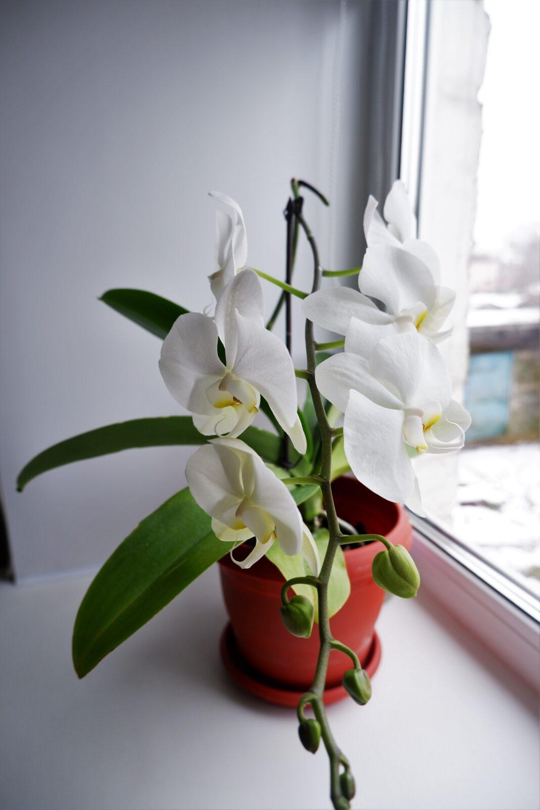 A stunning display of white orchids blooming in natural light on a windowsill.