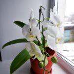 Orchidée d'intérieur : 9 astuces pour la faire refleurir comme jamais A stunning display of white orchids blooming in natural light on a windowsill.