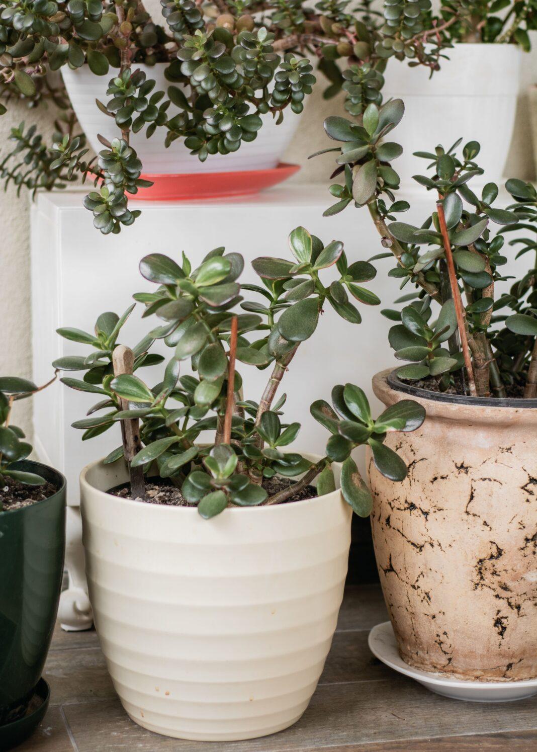 Close-up of Crassula ovata succulents in stylish pots, perfect for indoor decor.