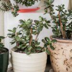 Crassula : l'arbre de Jade qui défie le temps (et le manque d'eau) Close-up of Crassula ovata succulents in stylish pots, perfect for indoor decor.