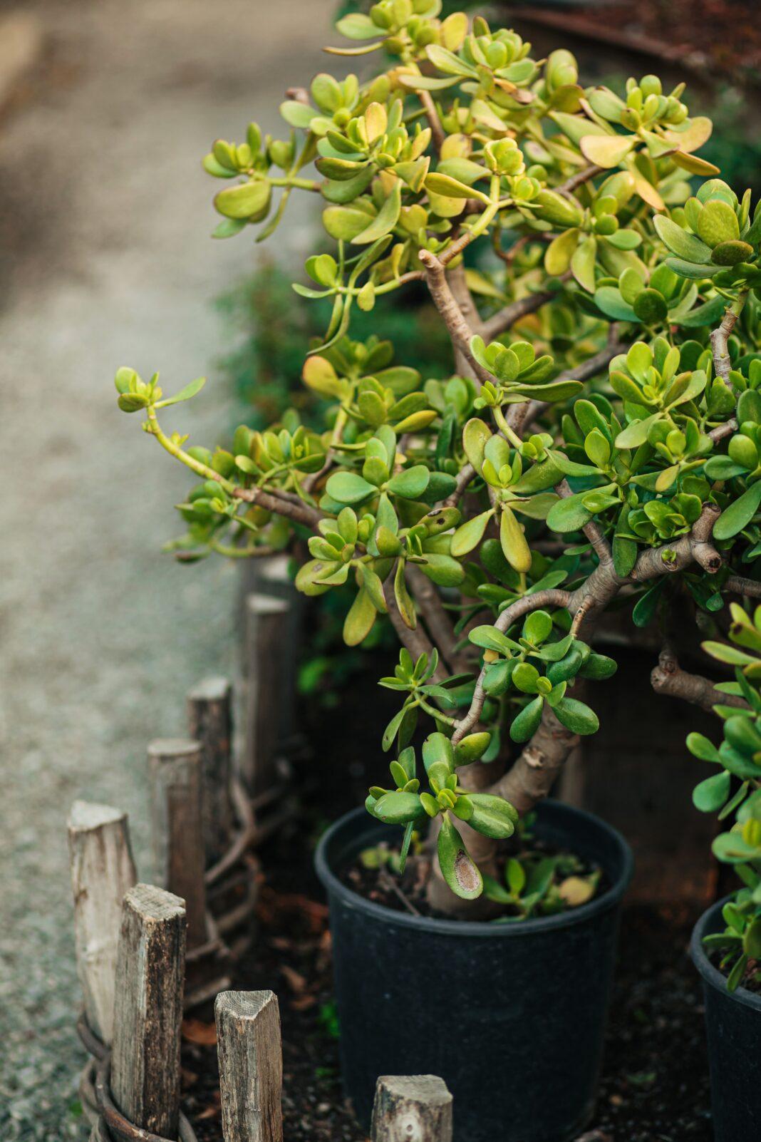 A vibrant jade plant inside a black pot placed outdoors on a stone path. Perfect for garden enthusiasts.