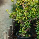 Crassula : l'arbre de Jade qui défie le temps (et le manque d'eau) A vibrant jade plant inside a black pot placed outdoors on a stone path. Perfect for garden enthusiasts.
