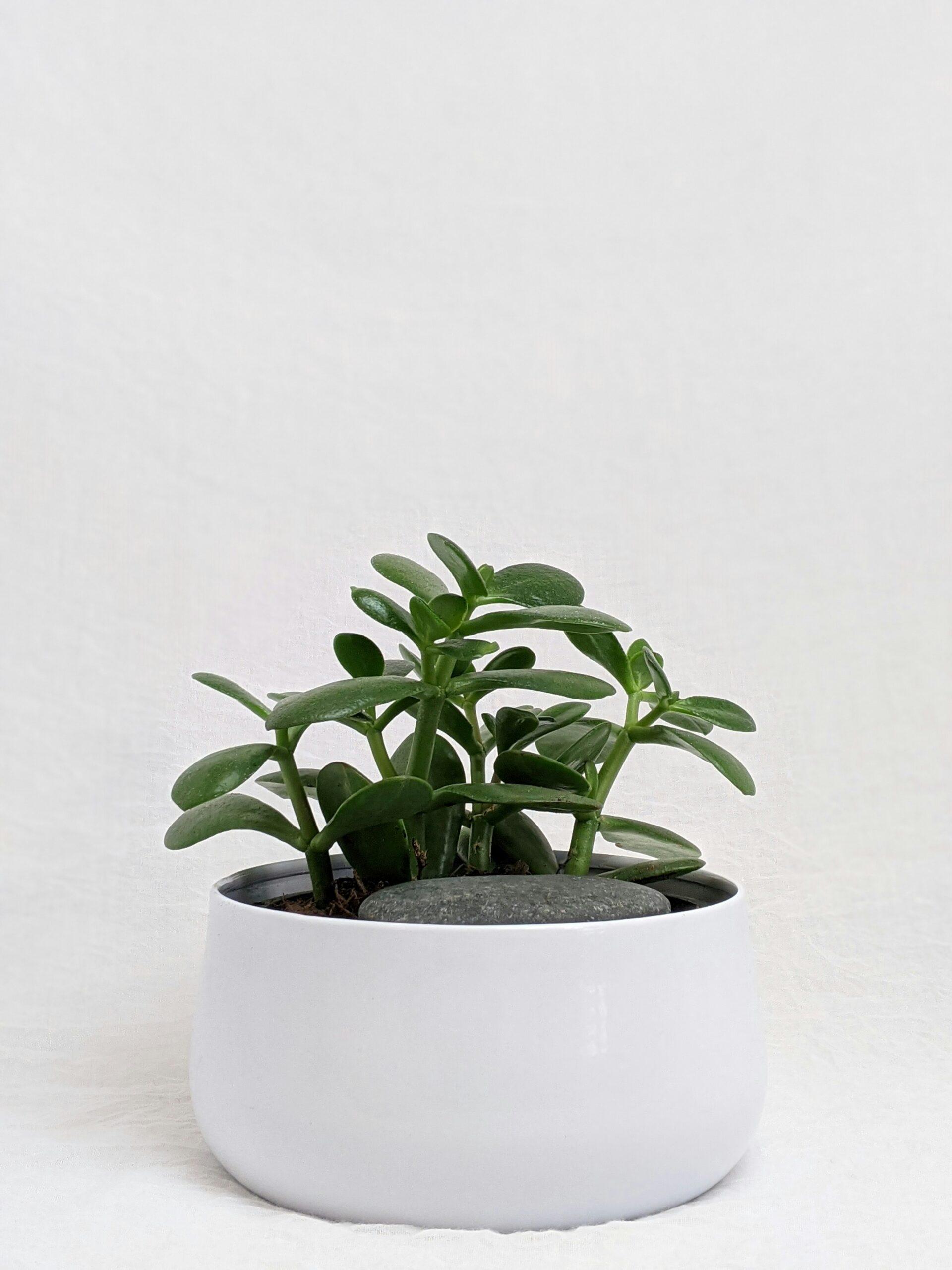 Arbre de Jade, arbre de la prospérité : mythes et vérités botaniques