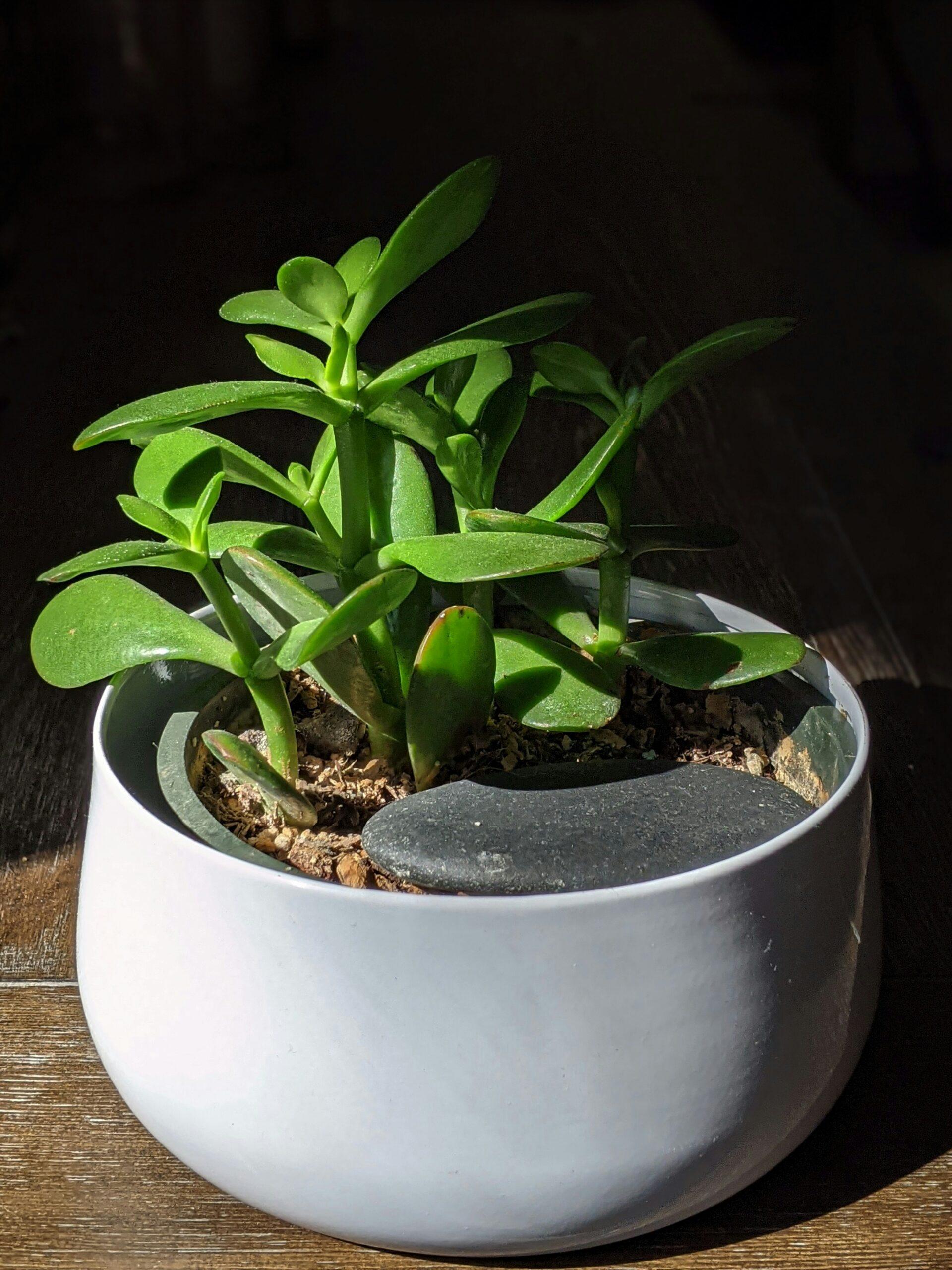 Bouturer le crassula : l'opération la plus simple du monde vert