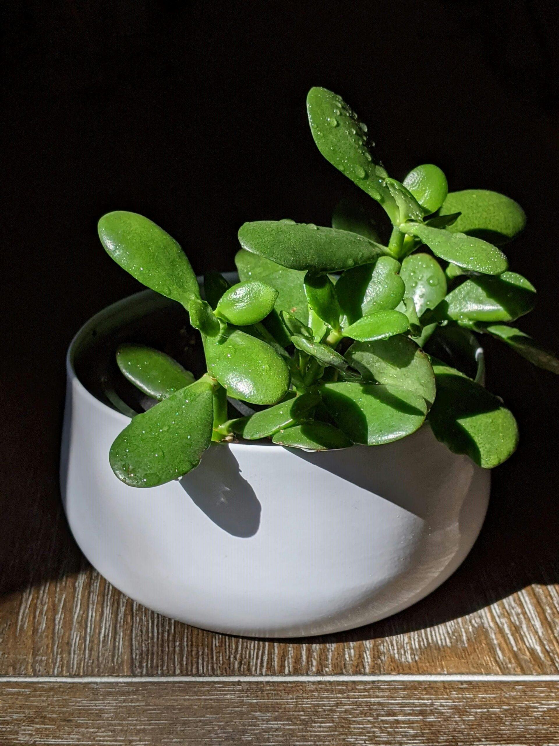 Crassula ovata, arborescens, perfoliata : lequel choisir ?