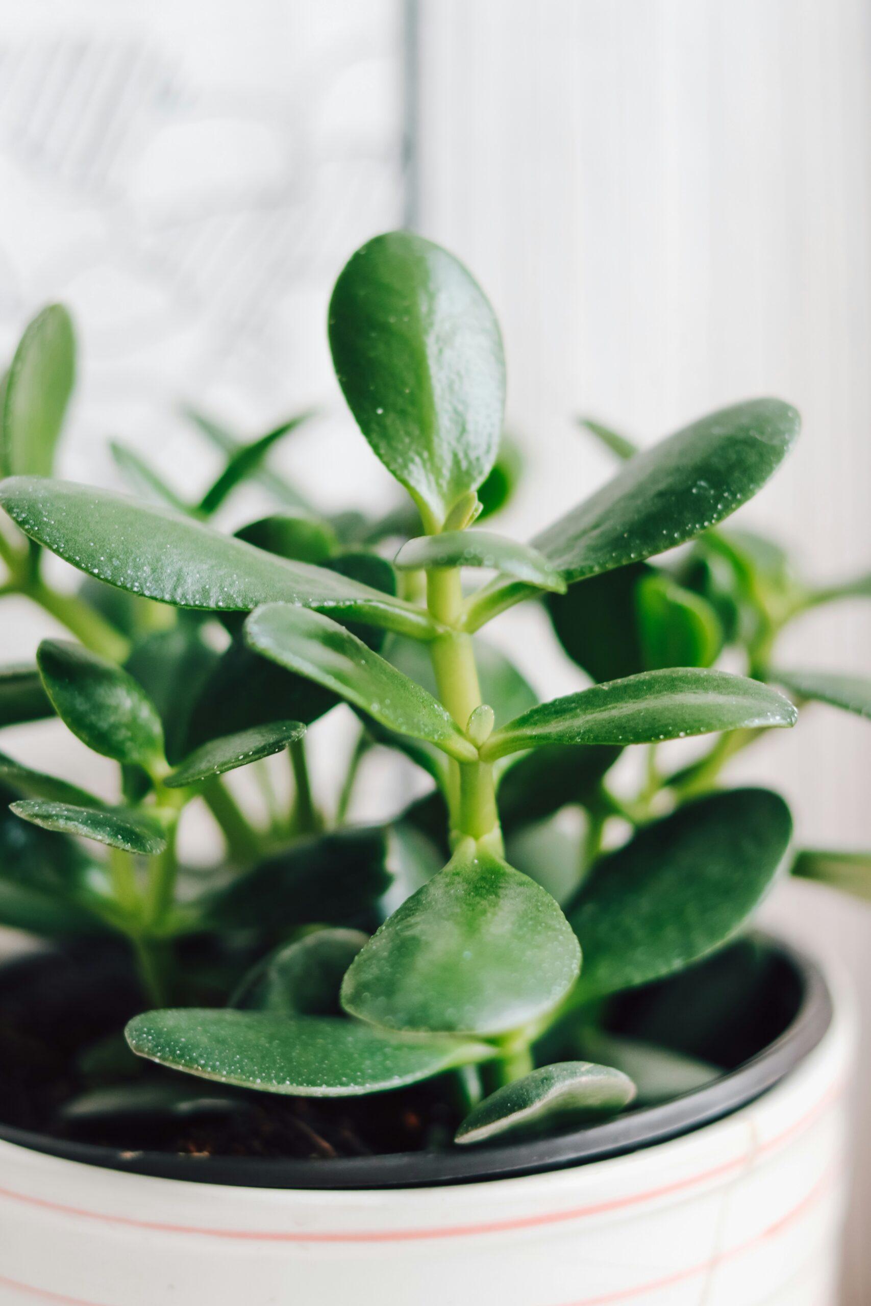 Le grand défi : faire fleurir son crassula