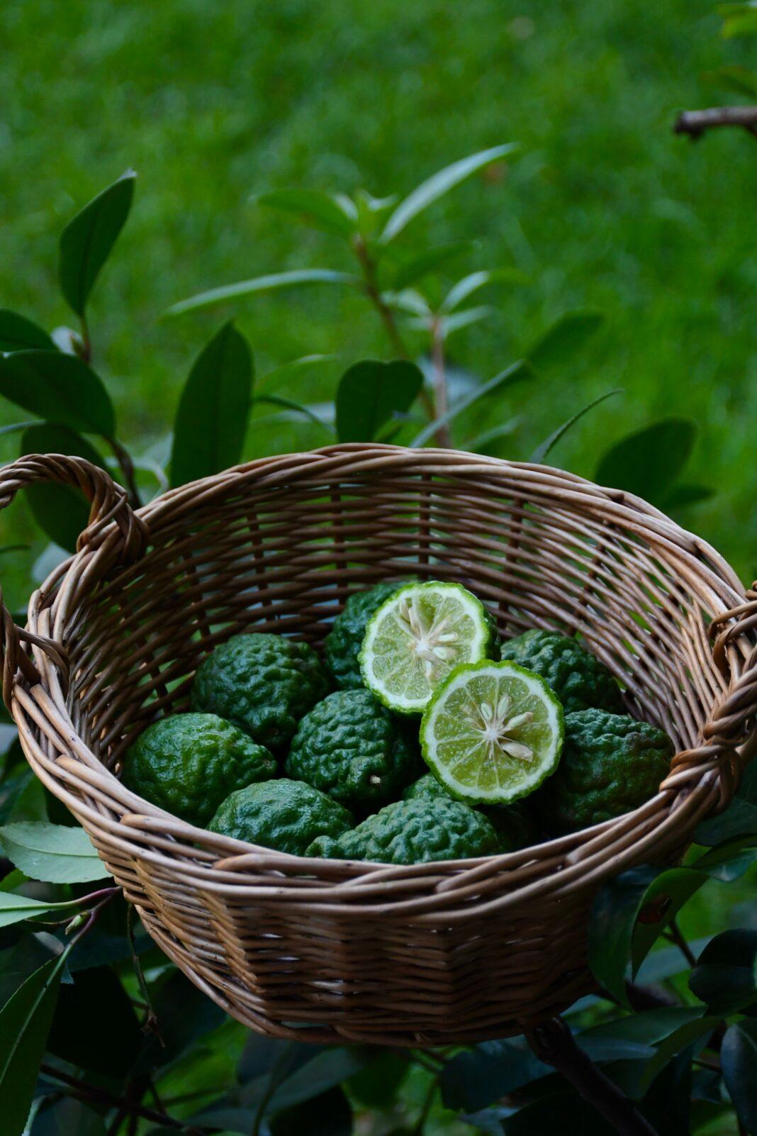Close-up of fresh kaffir limes in a wicker basket surrounded by lush green foliage.