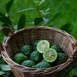 Combawa, le citron kaffir qui fait voyager vos papilles : plantation, entretien, recettes Close-up of fresh kaffir limes in a wicker basket surrounded by lush green foliage.
