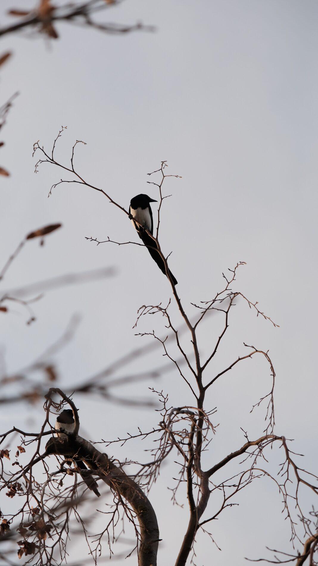 Two magpies resting on leafless tree branches against a soft sky backdrop.