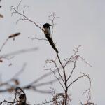Two magpies resting on leafless tree branches against a soft sky backdrop.
