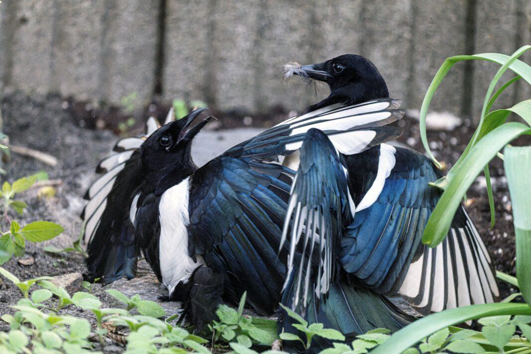 Two magpies engaging in interaction in a Bremen garden setting, showcasing vibrant plumage.