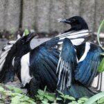 Two magpies engaging in interaction in a Bremen garden setting, showcasing vibrant plumage.