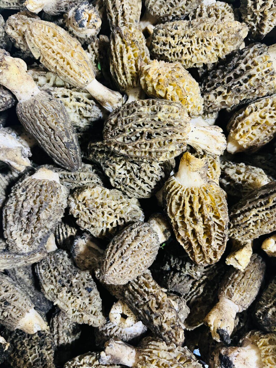 A detailed image showcasing fresh morel mushrooms, captured in Bolu, Turkey, highlighting their unique texture.