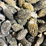 Morilles : à quelle Lune les ramasser (et ce qui marche vraiment) A detailed image showcasing fresh morel mushrooms, captured in Bolu, Turkey, highlighting their unique texture.