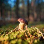 Champignons et pleine lune : mythe ou réalité scientifique ? Close-up of a bay bolete mushroom in a sunlit forest clearing, showcasing nature's growth and beauty.