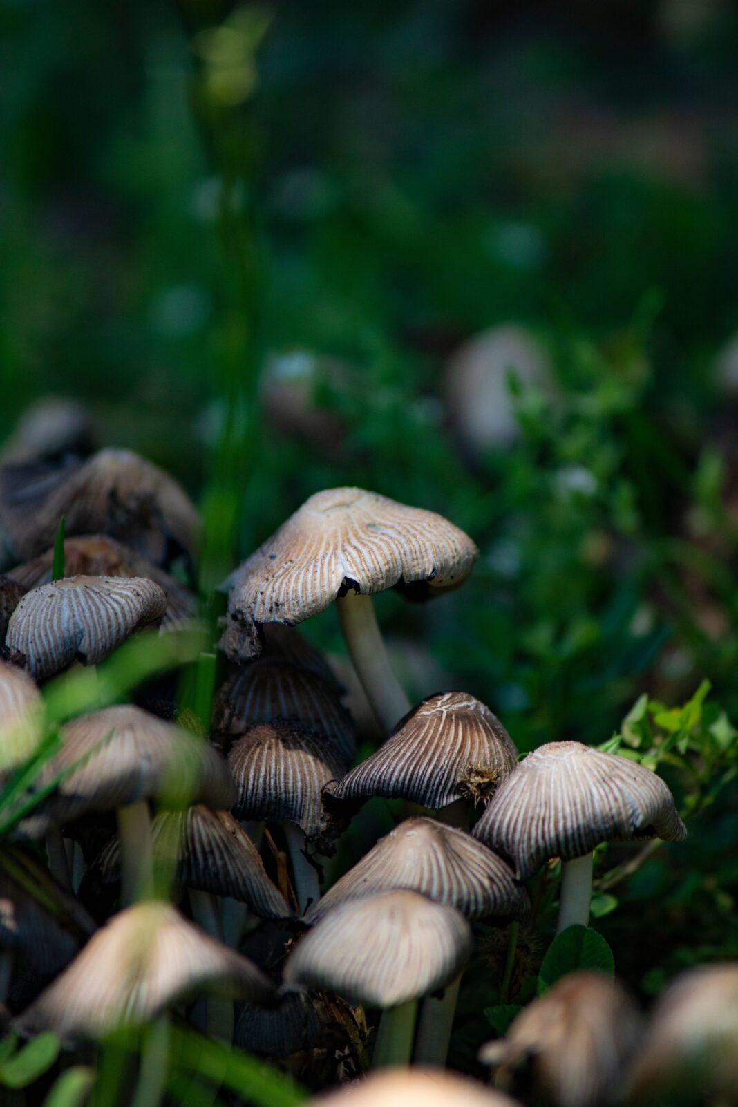A detailed image showcasing a cluster of forest mushrooms surrounded by lush greenery, captured in a natural setting.